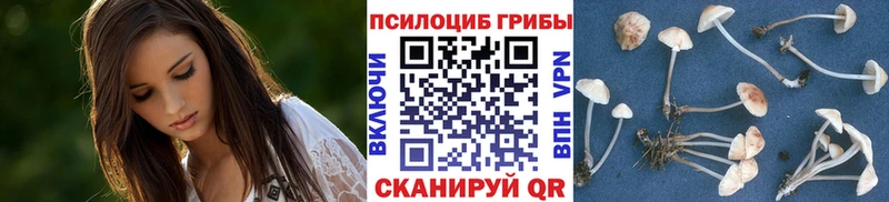 Псилоцибиновые грибы Psilocybine cubensis  Калачинск 